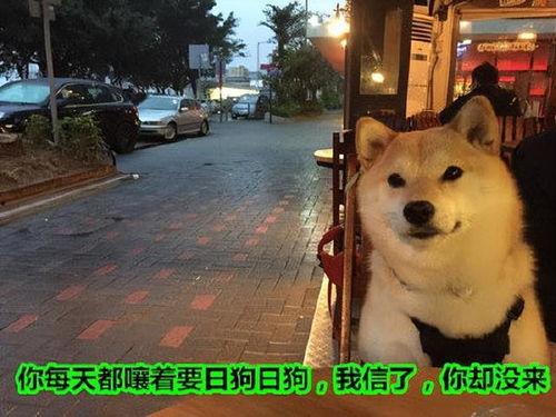 狗狗最新爆料文案短句,宠物界的最新爆料短句集锦